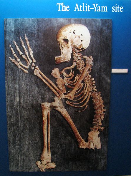 445px Alit Yam – Human skeleton